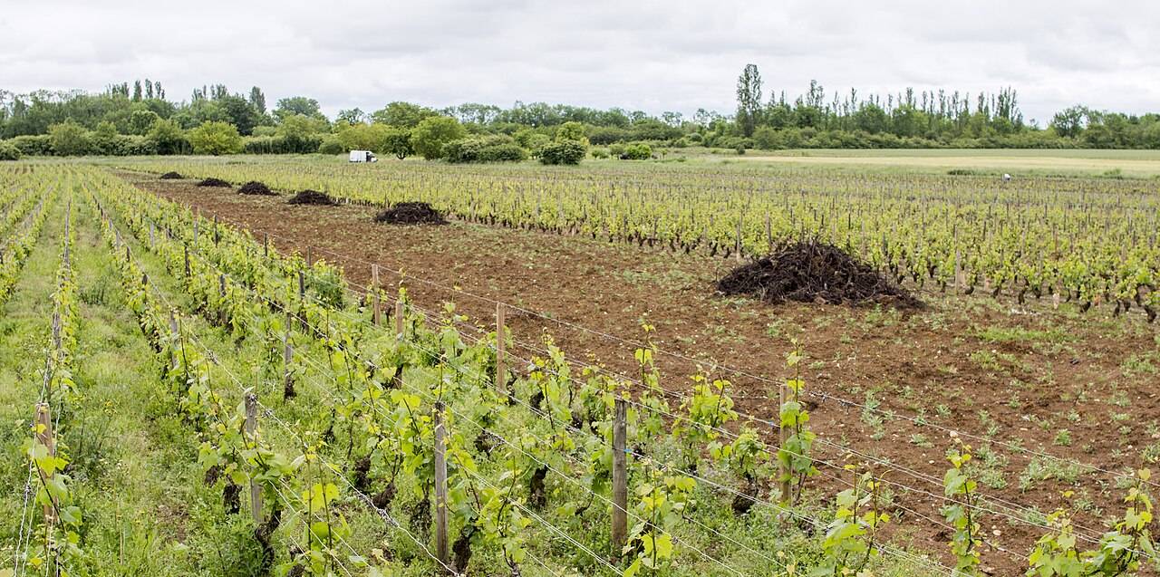 Une bande de vigne arrachée entre des rangs encore plantés, avec des tas de ceps déracinés