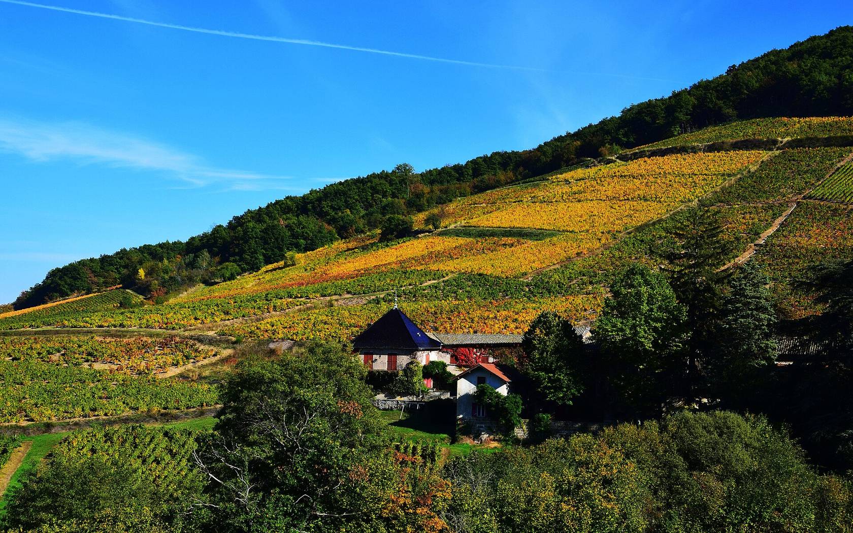 Les vignes du mont Brouilly aux couleurs de l’automne, avec une maison de vigneron au pied du coteau