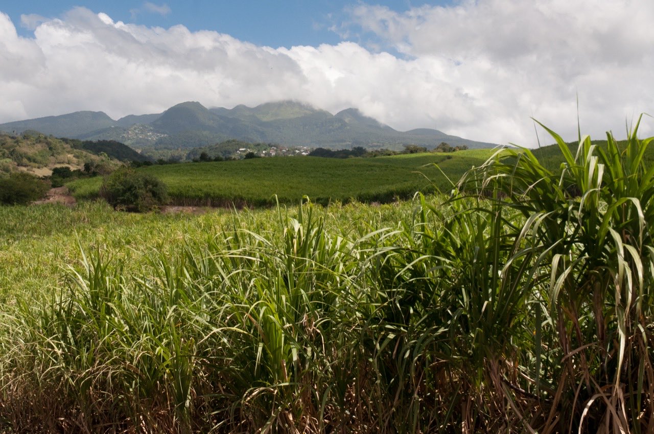 Champ de canne à sucre de la rhumerie Bologne, en Guadeloupe, avec la Soufrière dans les nuages au fond