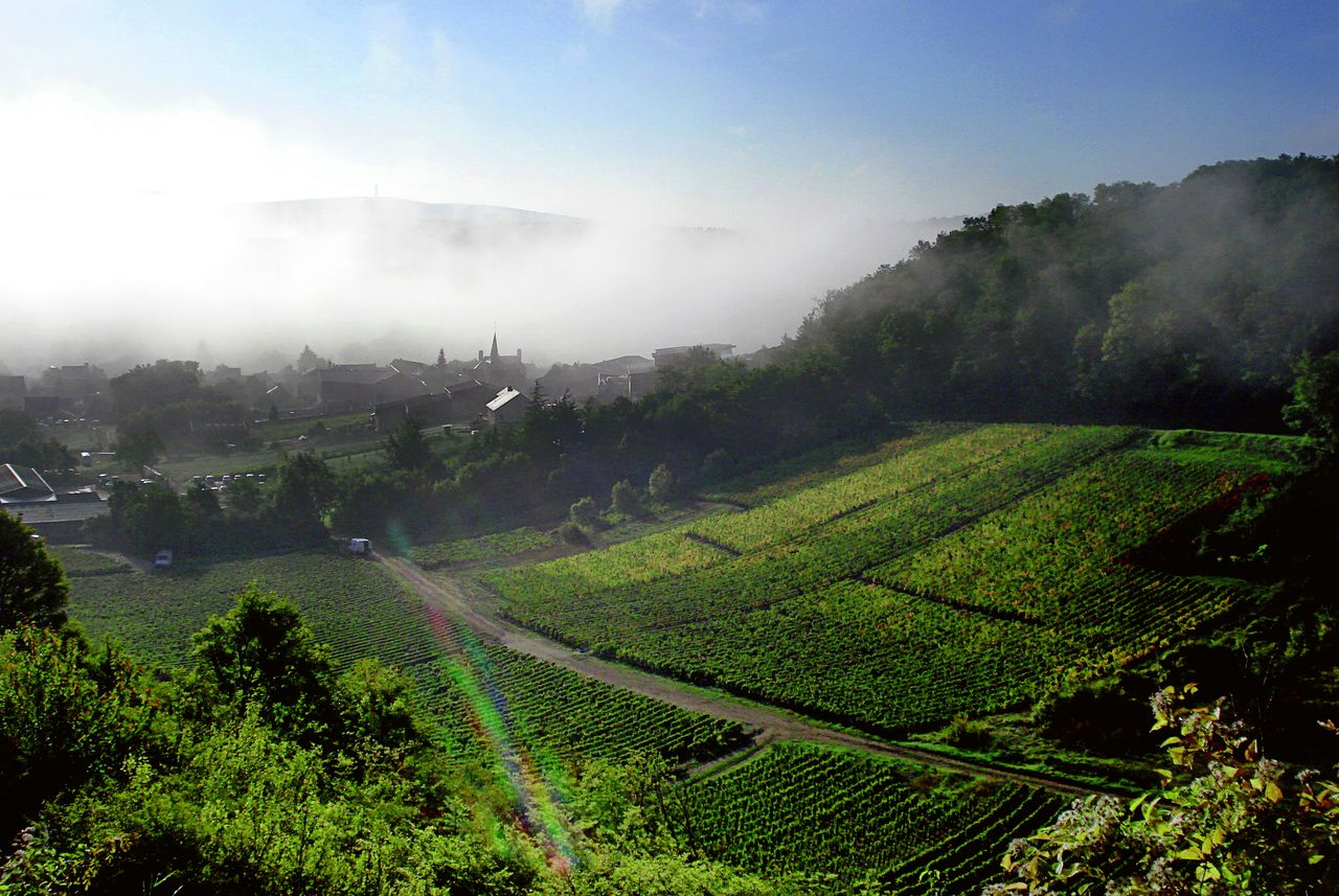 Le vignoble de Chavignol, dans l’appellation Sancerre