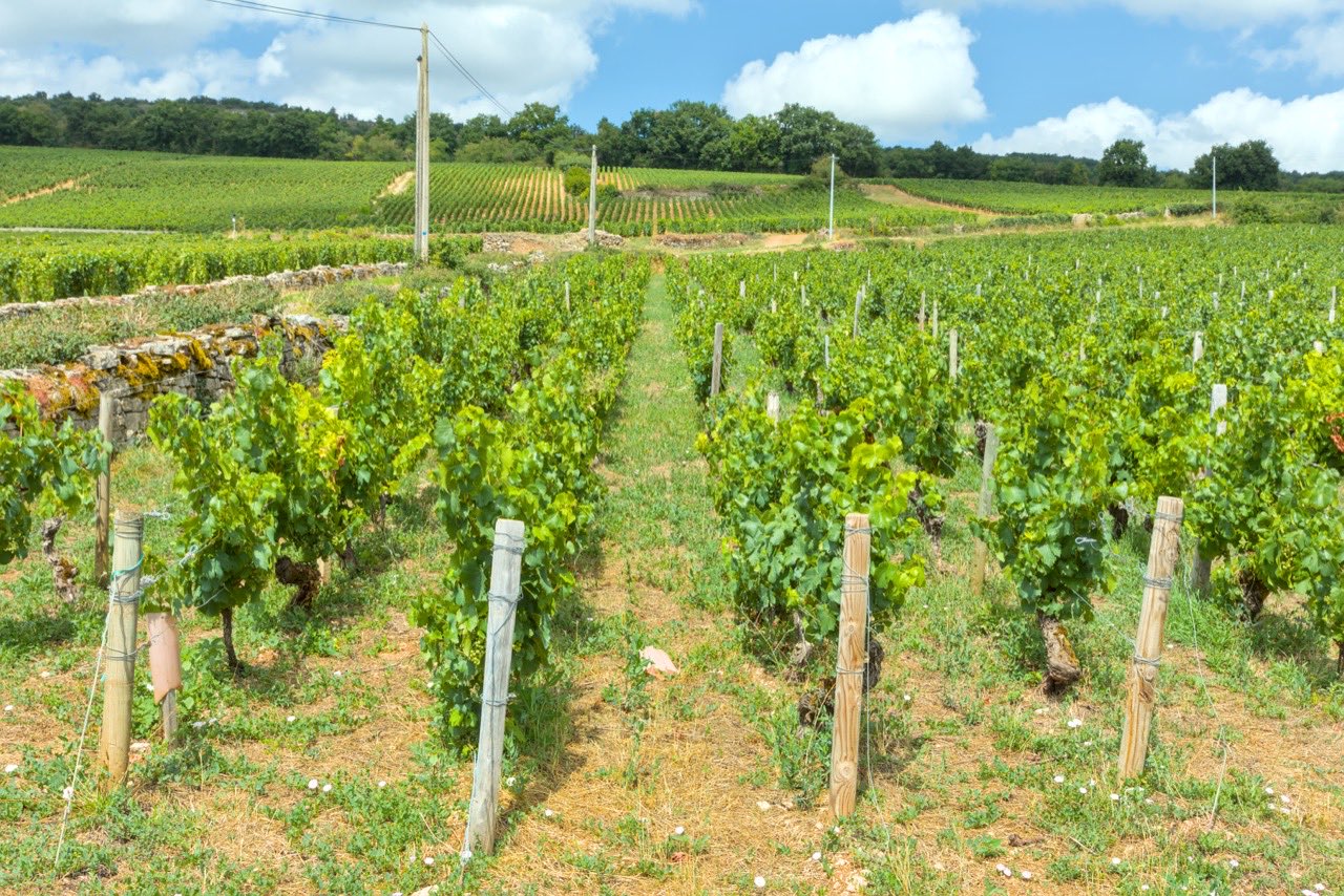 Le Clos de la Garenne, premier cru de Puligny-Montrachet