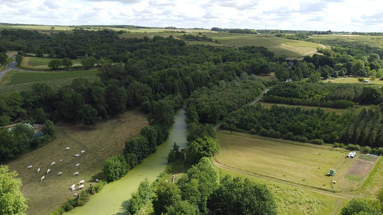 La rivière Layon vue du ciel, entre des prés, des bois et des parcelles de vigne sur le coteau