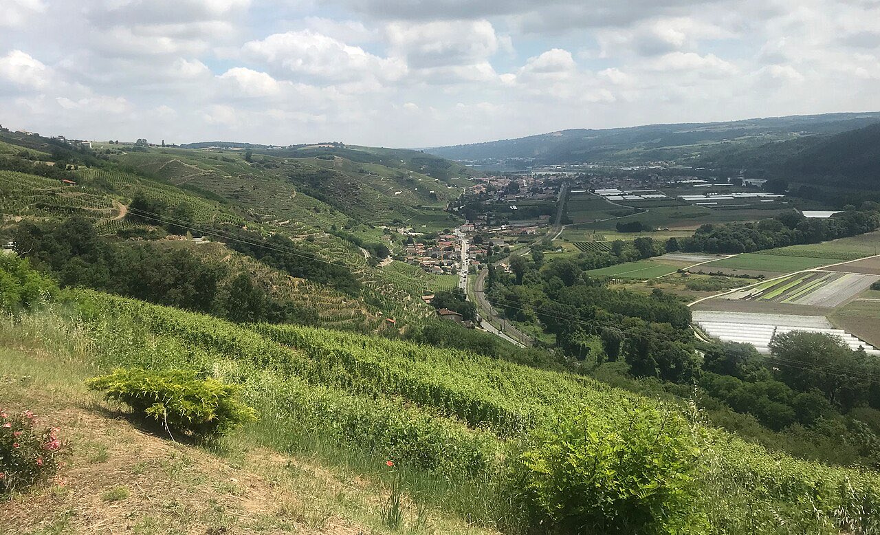 Coteaux de vignes en pente raide dominant la vallée du Rhône, en Côte-Rôtie