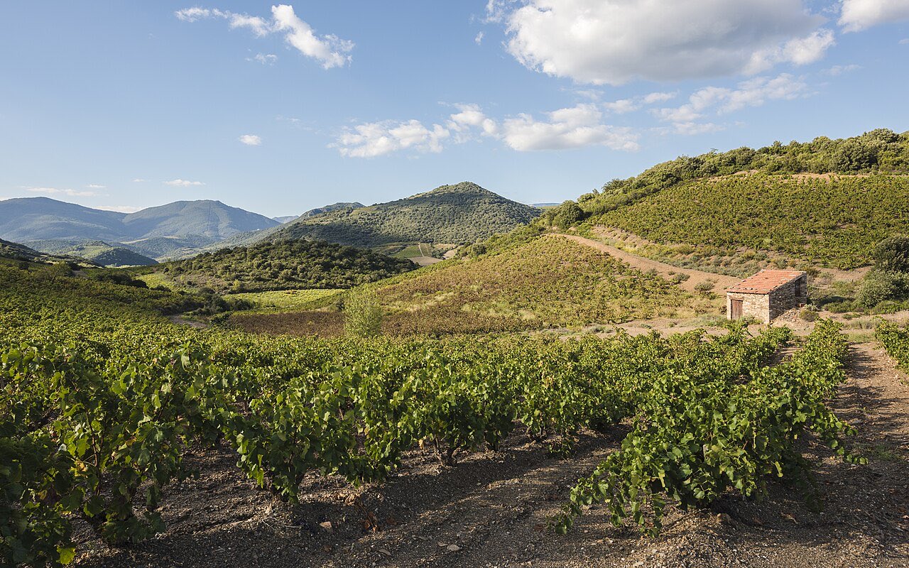 Vignes en coteaux et capitelle de pierre dans les collines de Roquebrun, dans l’Hérault