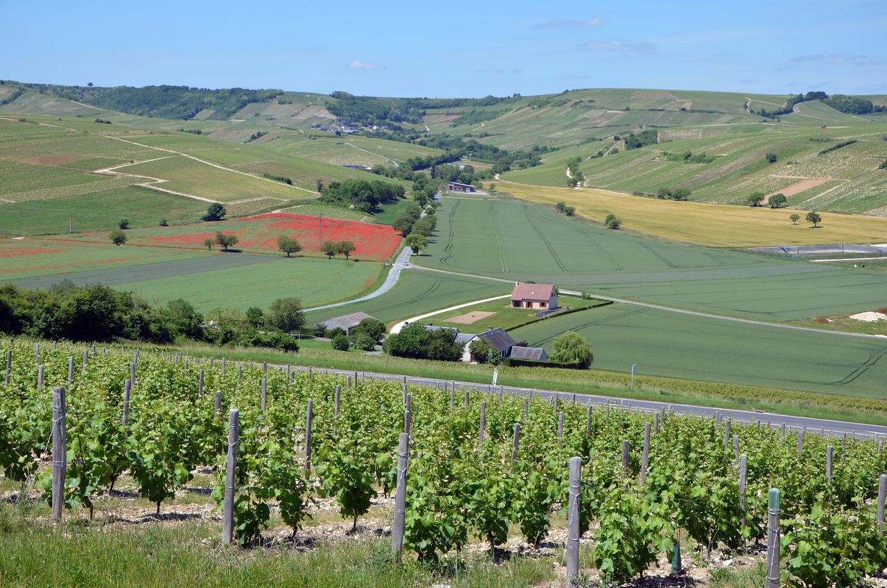 Les coteaux du vignoble autour de Sancerre, dans le Cher