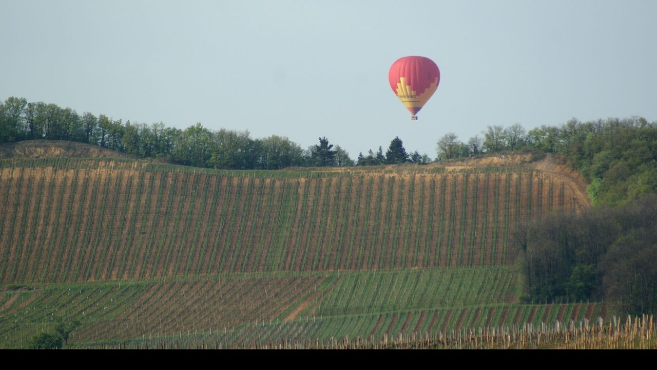 Coteaux du vignoble alsacien près de Riquewihr