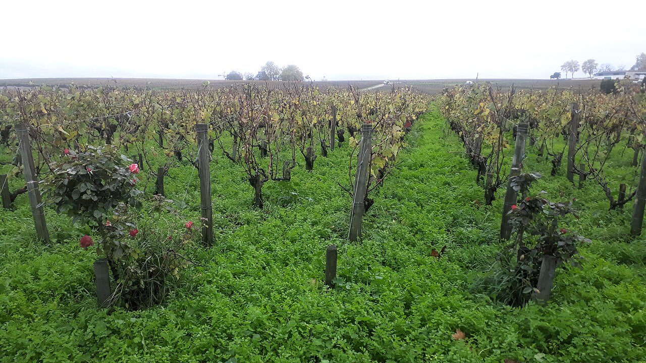 Un couvert végétal vert entre les rangs de vigne, avec des rosiers en bout de rang, en automne