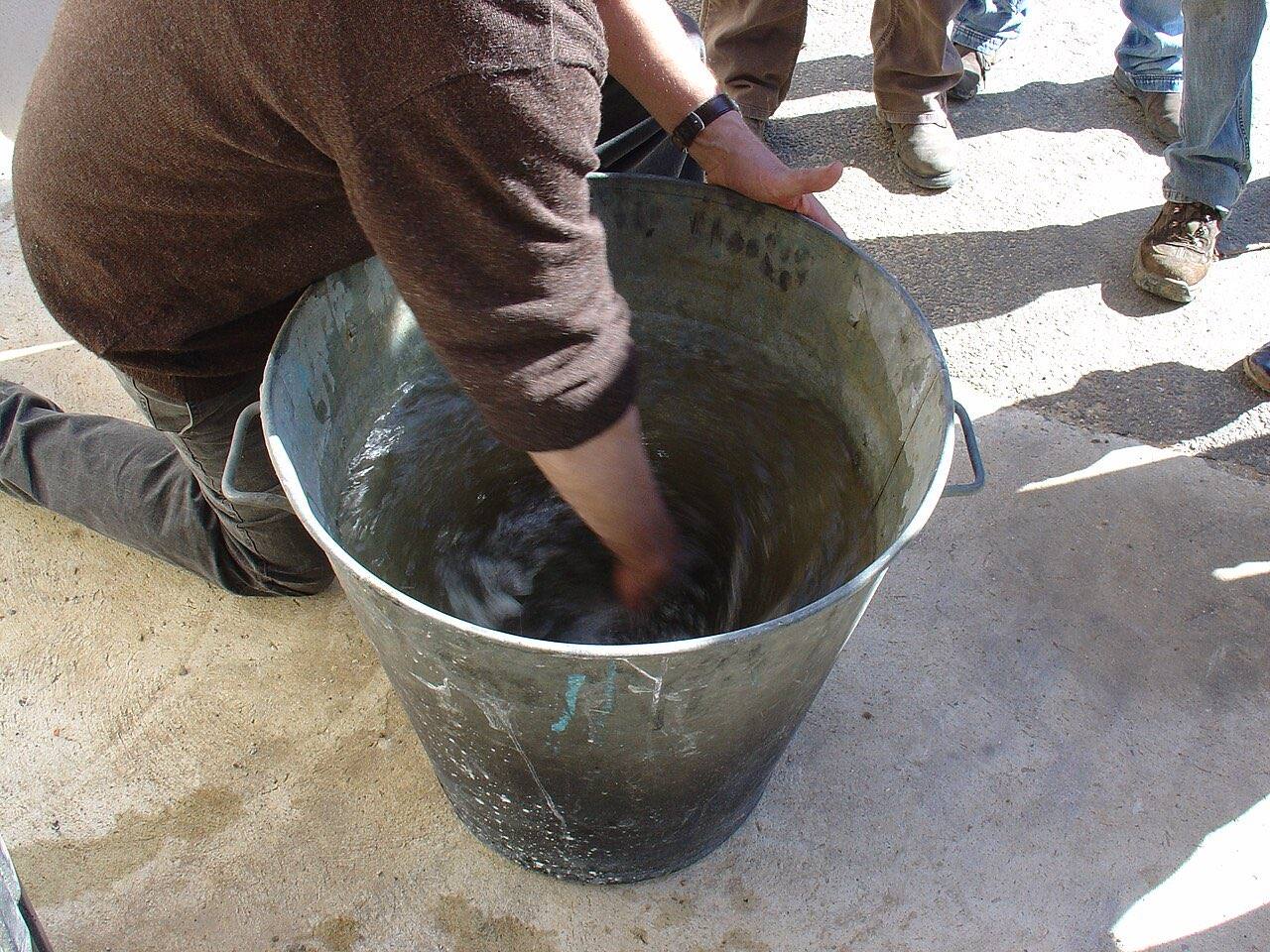 Une personne brasse à la main l’eau d’un grand seau en métal pour dynamiser une préparation biodynamique