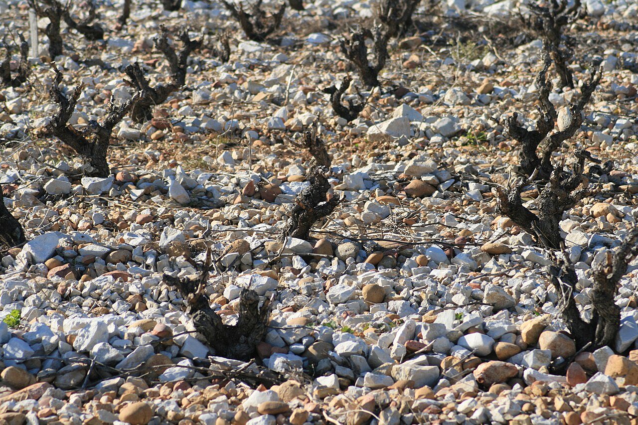 Vigne, graves et galets roulés dans le vignoble de Châteauneuf-du-Pape