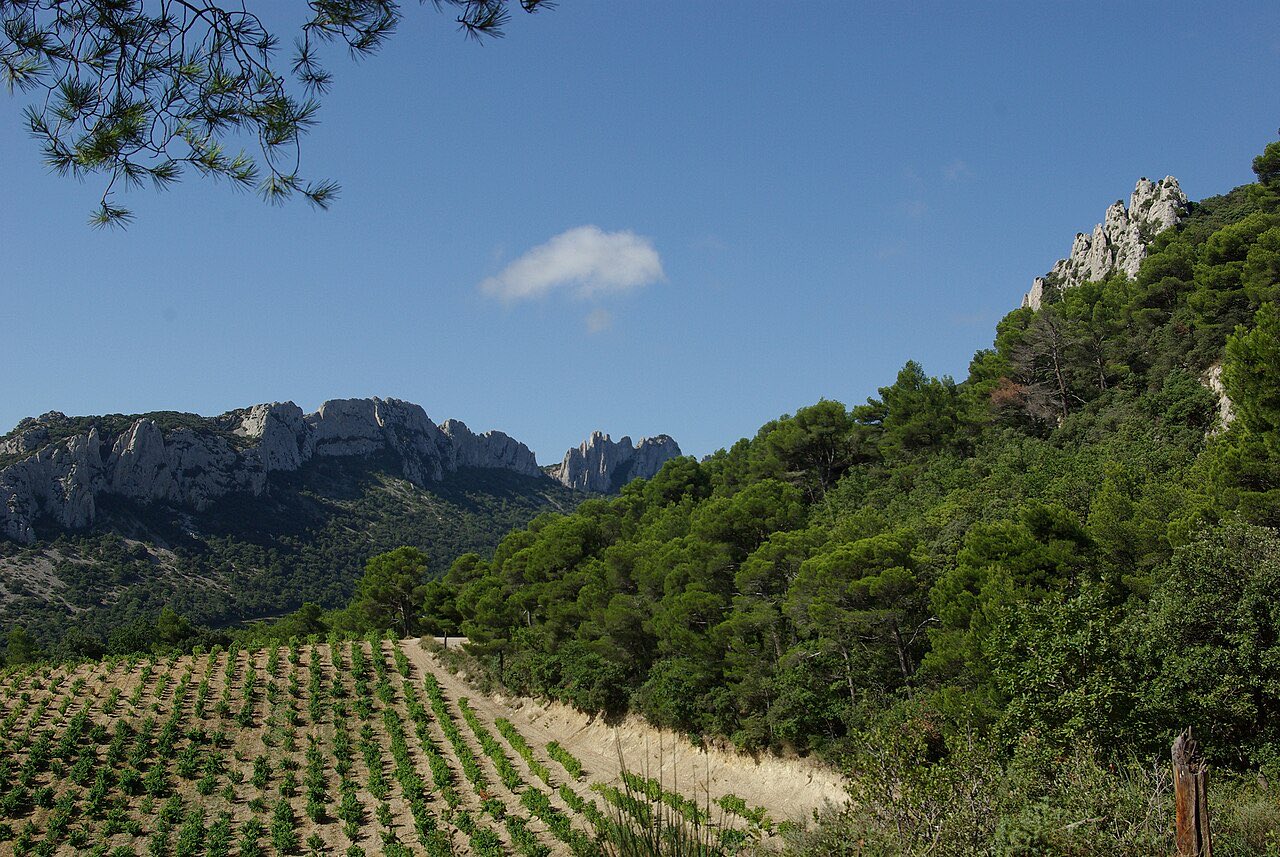 Le vignoble de Gigondas au pied des Dentelles de Montmirail
