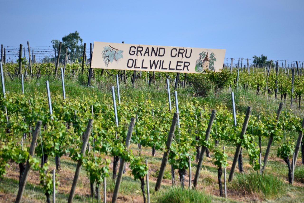 Le panneau du grand cru Ollwiller planté au milieu des rangs de vigne, à Wuenheim en Alsace