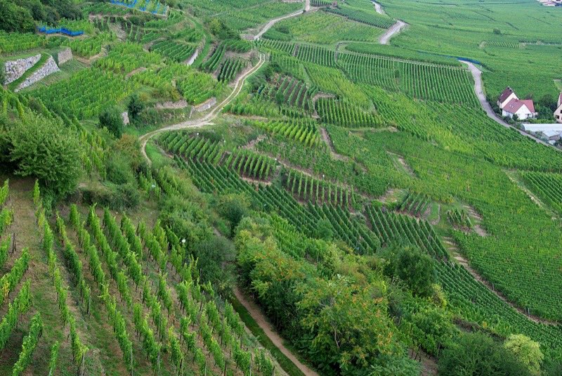 Les vignes du grand cru Schlossberg, à l’est de Kaysersberg