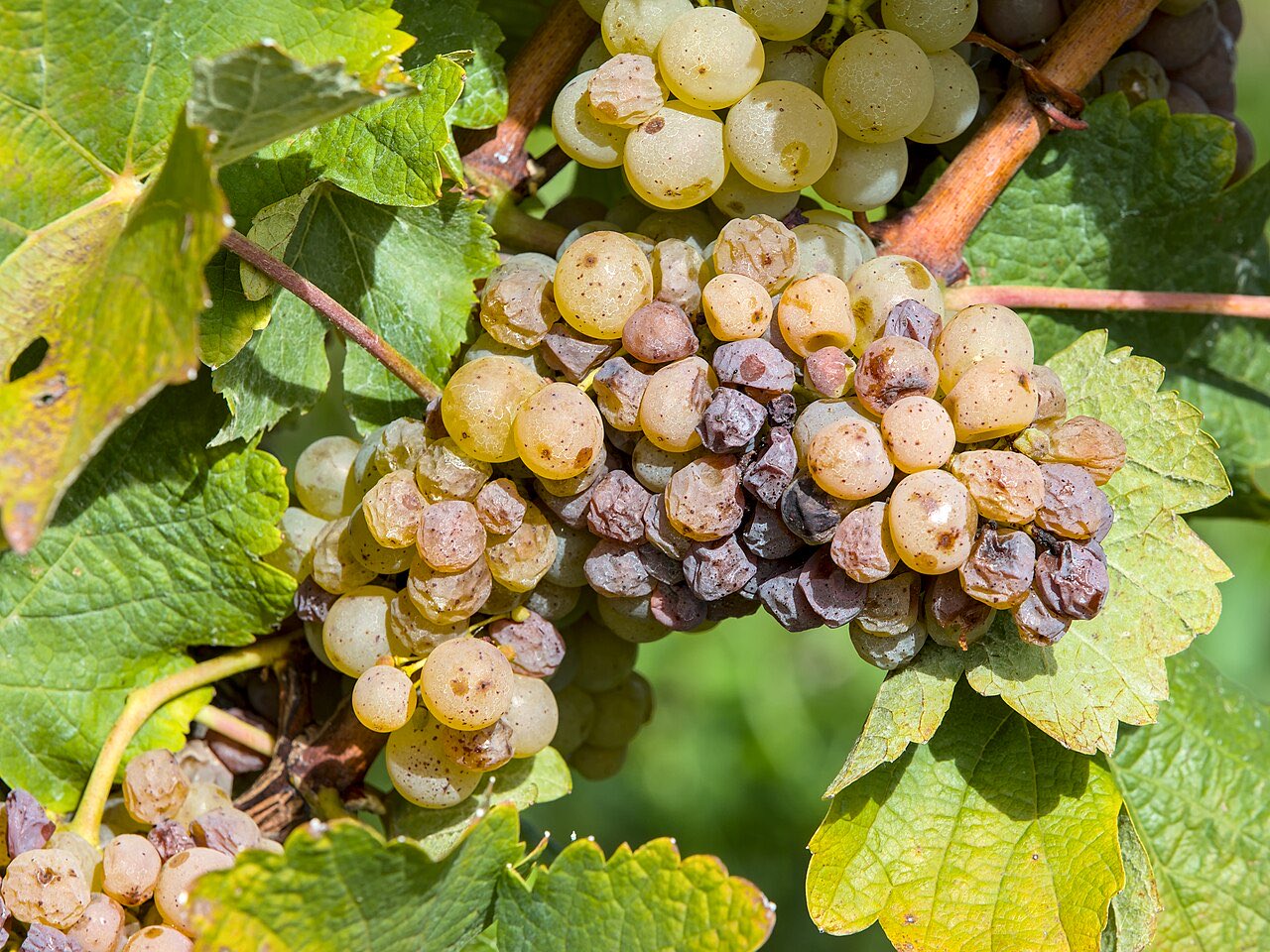 Une grappe de chenin aux baies dorées, dont une partie est déjà flétrie et brunie, entre les feuilles de vigne