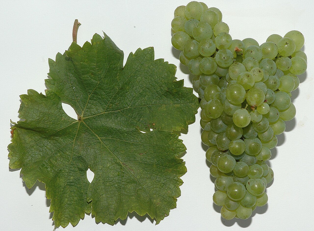 Une grappe de sauvignon blanc aux baies vertes, à côté d’une feuille de vigne