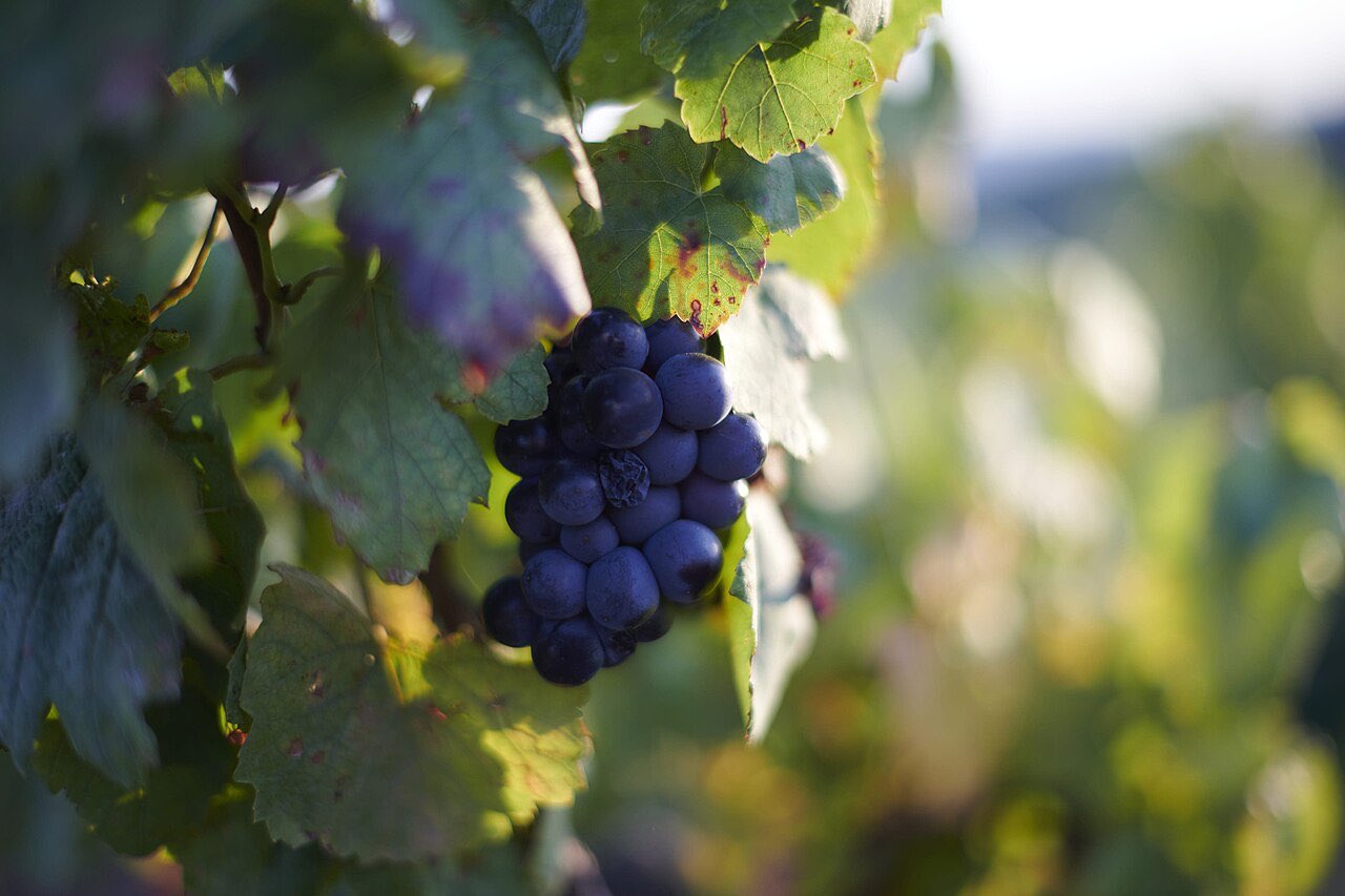 Une grappe de gamay aux baies noires, sur un cep, à Chiroubles
