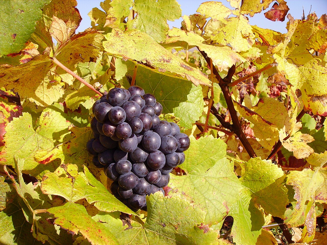 Une grappe de pinot noir mûre au milieu de feuilles de vigne jaunies par l’automne