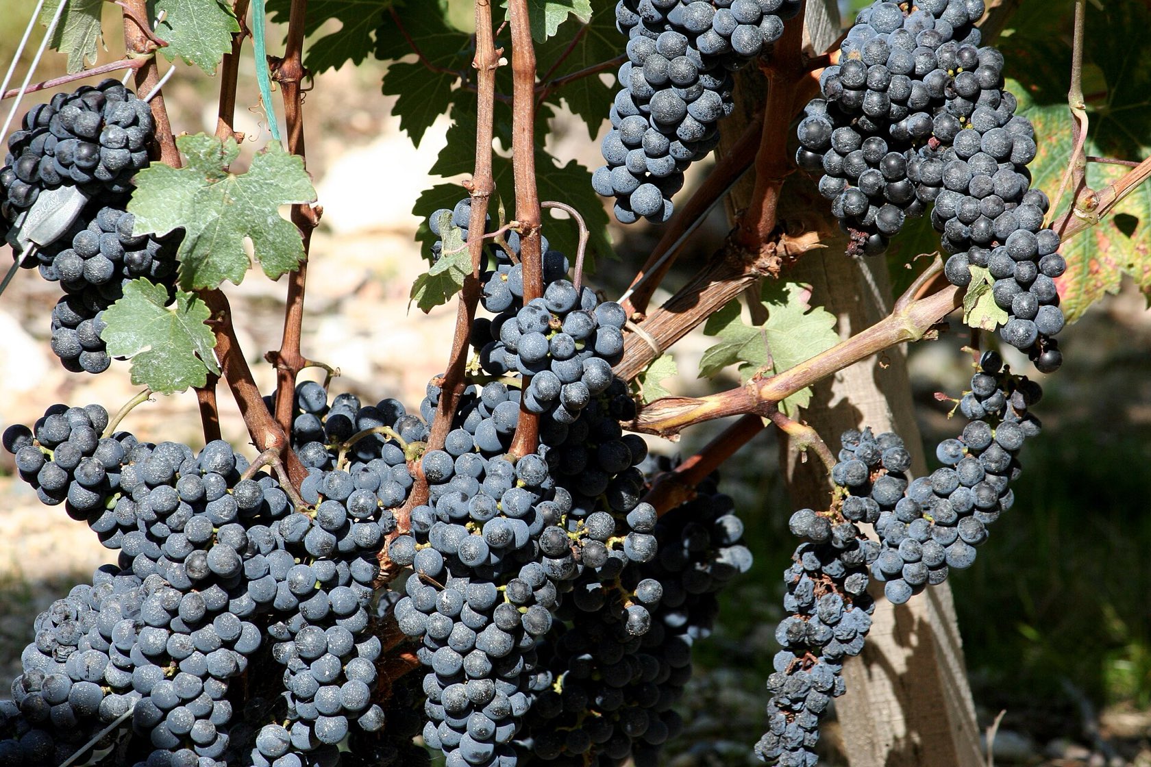 Des grappes de cabernet sauvignon aux baies bleu-noir, serrées sur le cep, dans une vigne de Saint-Estèphe