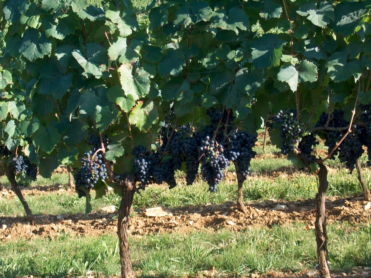 Grappes de malbec sur un pied de vigne dans le vignoble de Cahors, à Luzech
