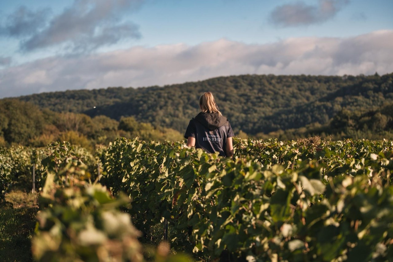 Les vignes de la maison Henriot pendant les vendanges, sur la Montagne de Reims