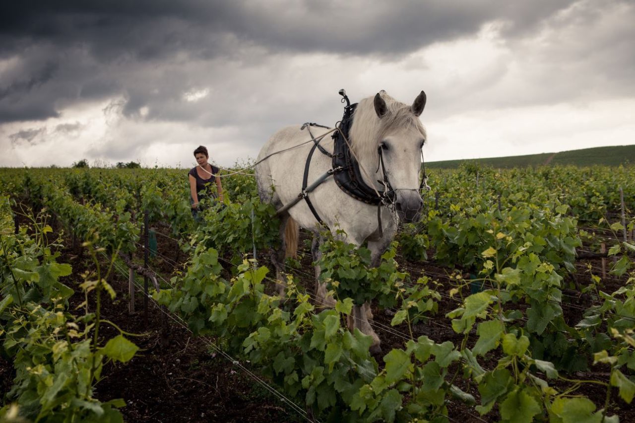 Une vigneronne guide un cheval de trait blanc entre les rangs d’une vigne de Champagne, sous un ciel d’orage