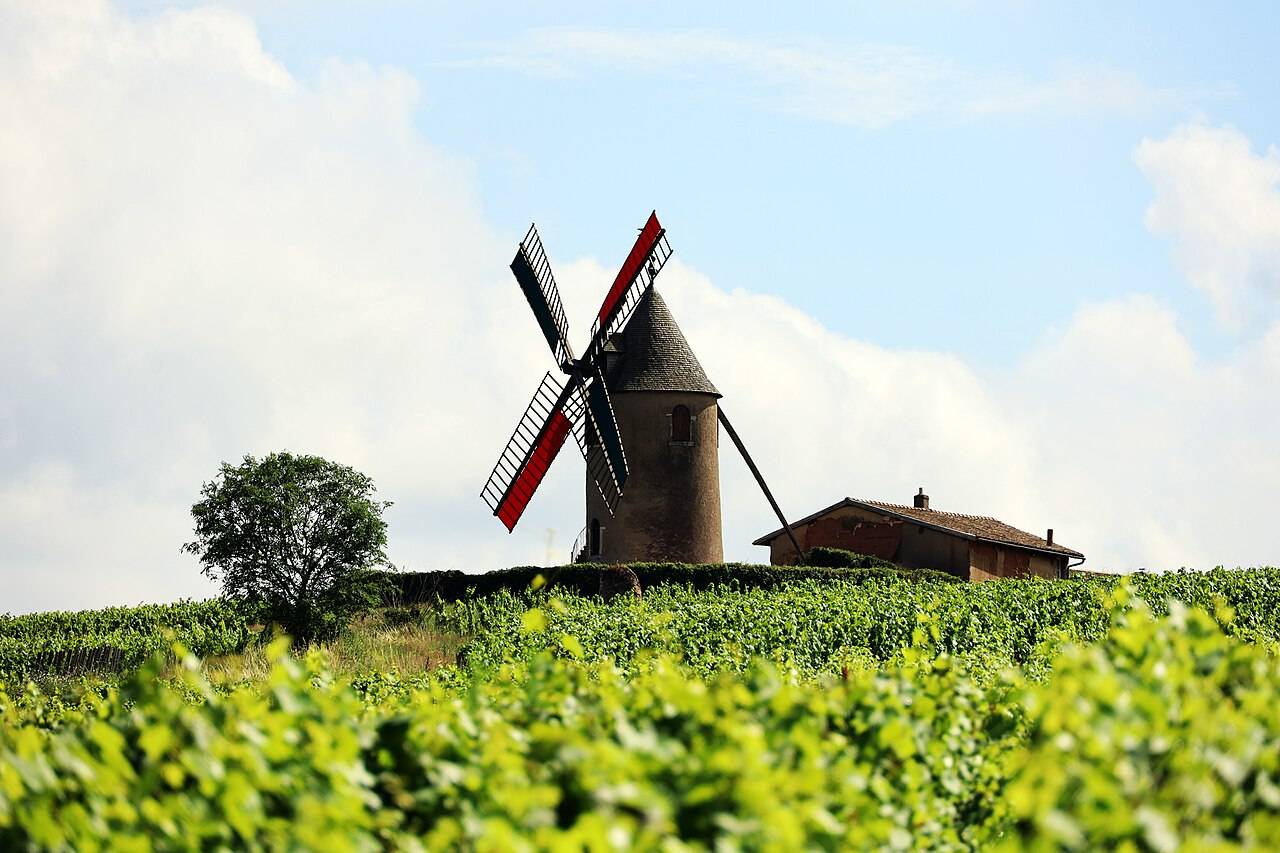 Le vieux moulin à vent en pierre qui a donné son nom au cru, au milieu des vignes de Romanèche-Thorins