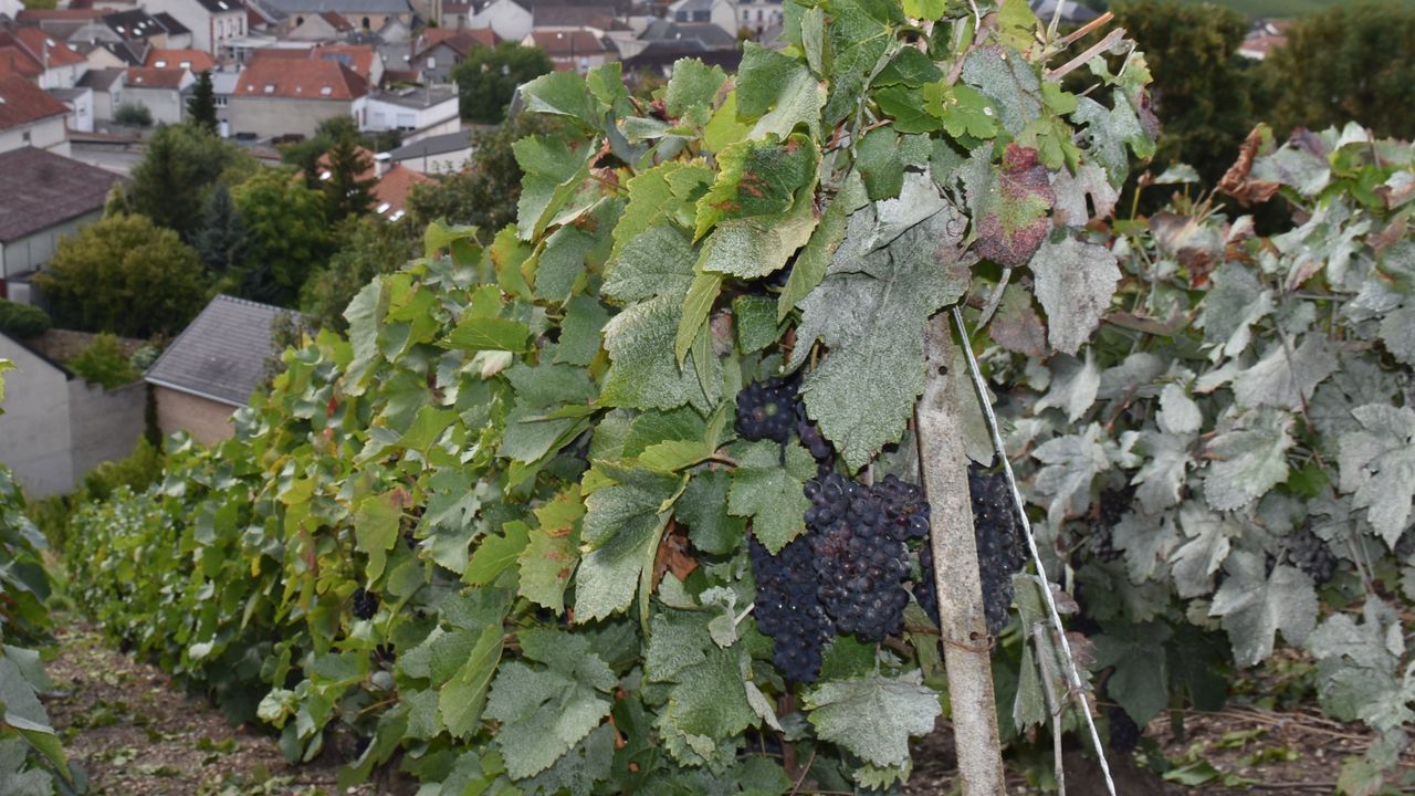 Grappes de pinot noir à Verzenay, feuilles couvertes d’un dépôt bleuté de traitement cuprique