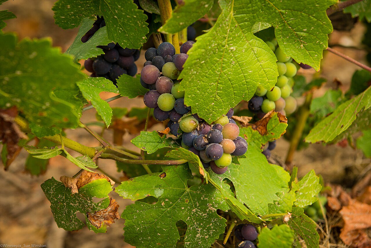 Grappes de raisins noirs sur la vigne en Champagne