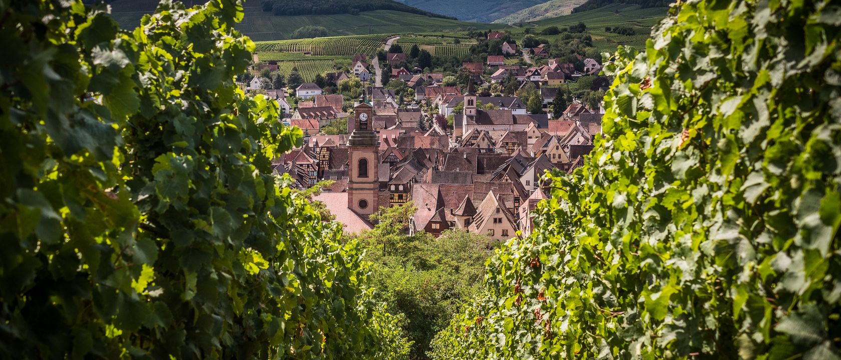 Riquewihr vu depuis les vignes du grand cru Schoenenbourg, les Vosges en arrière-plan