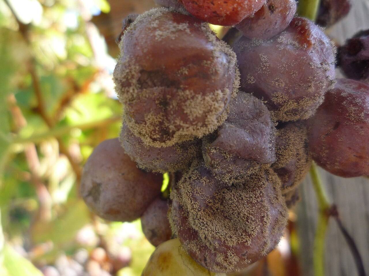 Une grappe de sémillon touchée par la pourriture noble, aux baies flétries et duveteuses