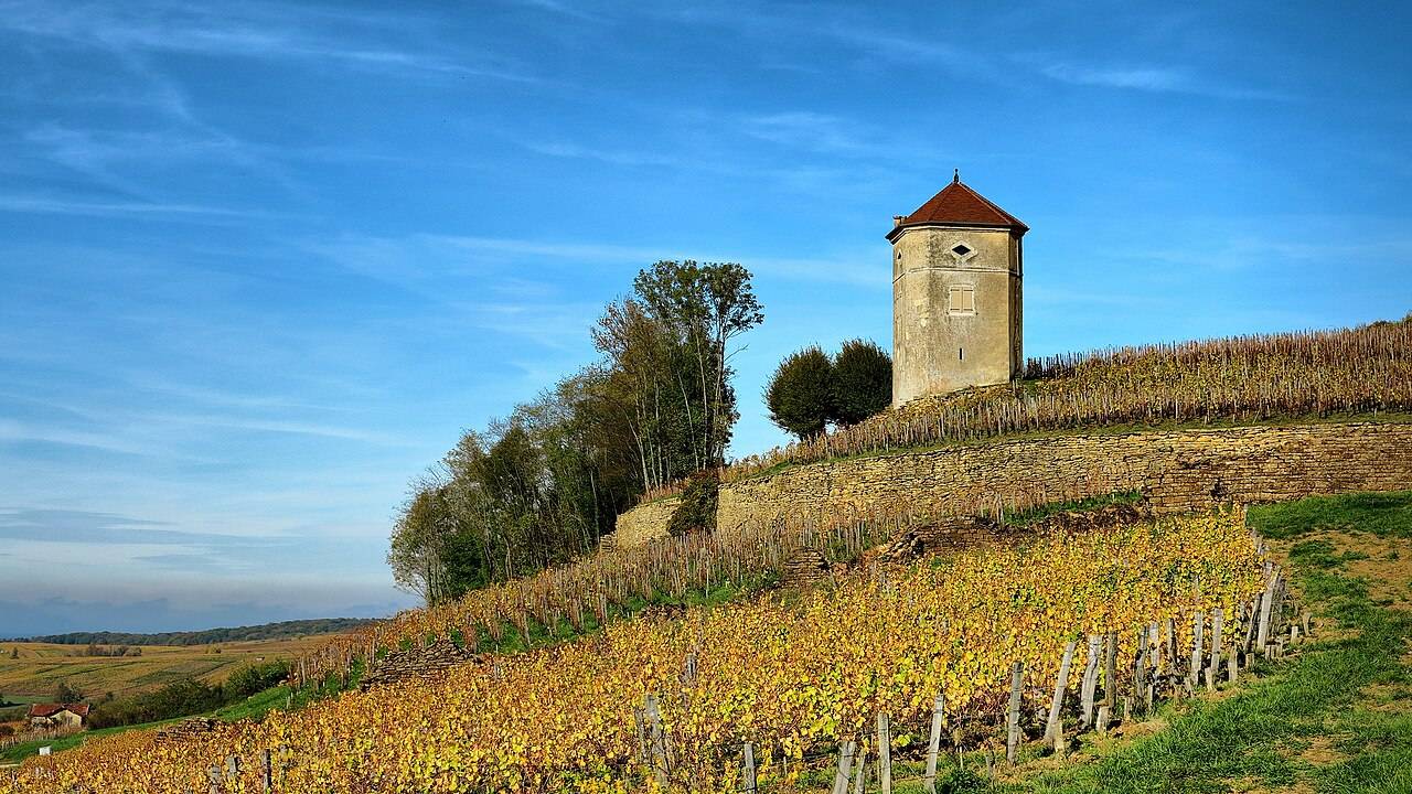 La tour Canoz, tour carrée en pierre, au milieu des vignes d’Arbois à l’automne