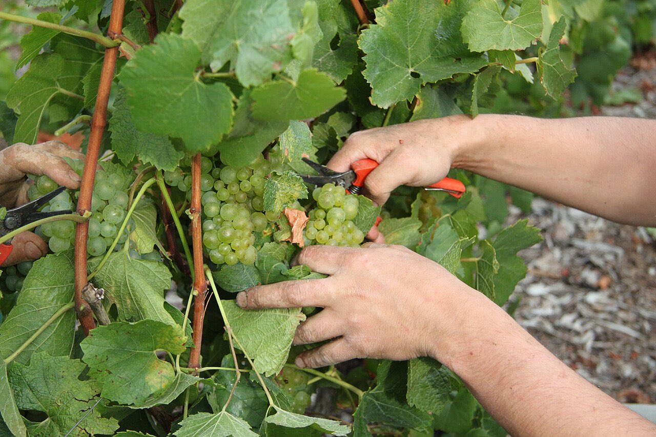 Des mains coupent au sécateur une grappe de chardonnay entre les feuilles de vigne
