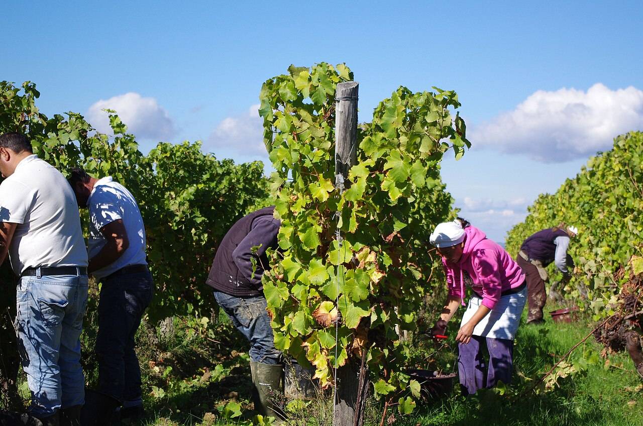 Des vendangeurs coupent les grappes à la main entre deux rangs de vigne, en Côtes-de-Bergerac