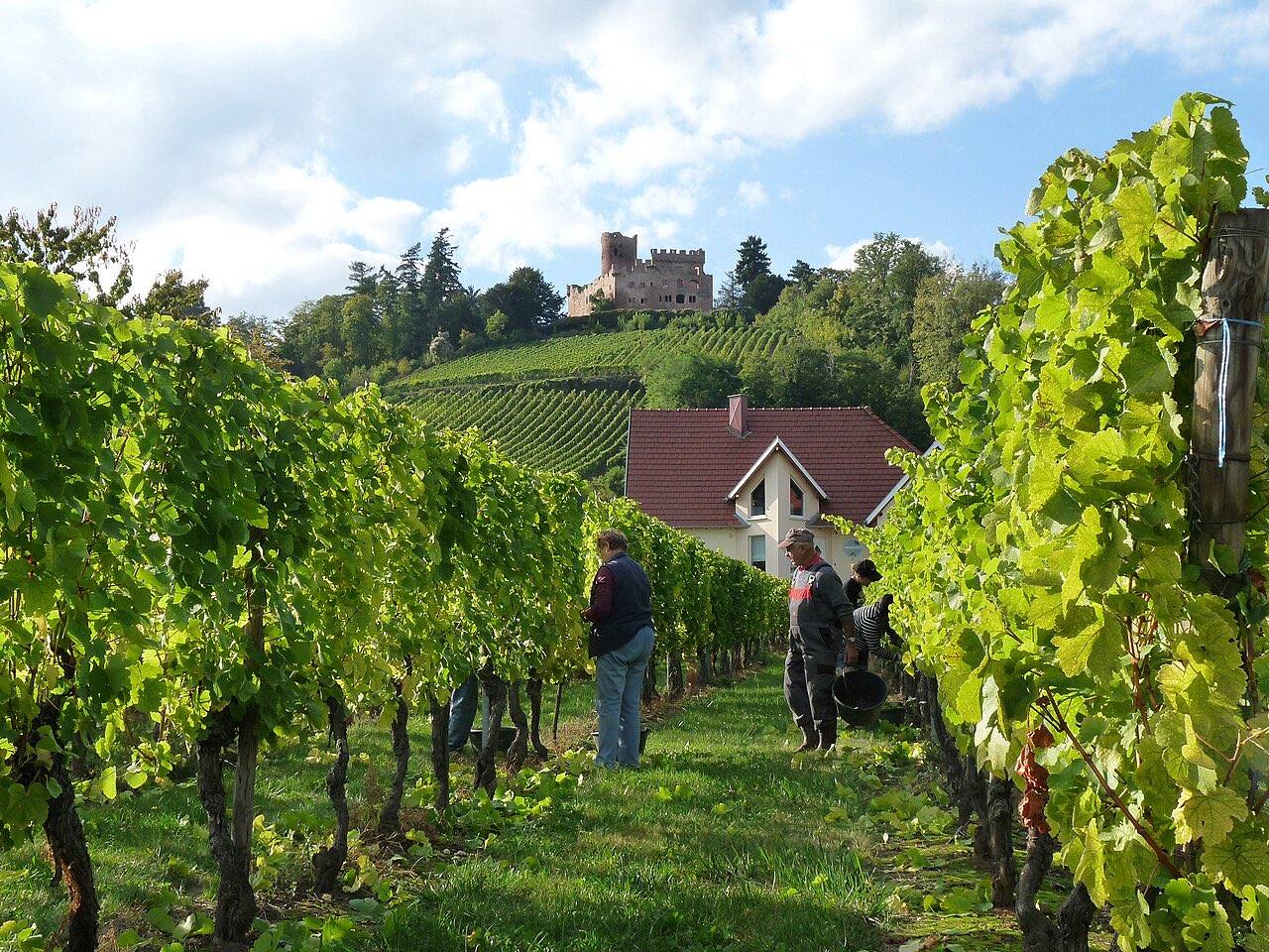 Des vendangeurs cueillent le raisin à la main entre deux rangs de vigne, au pied du château de Kintzheim