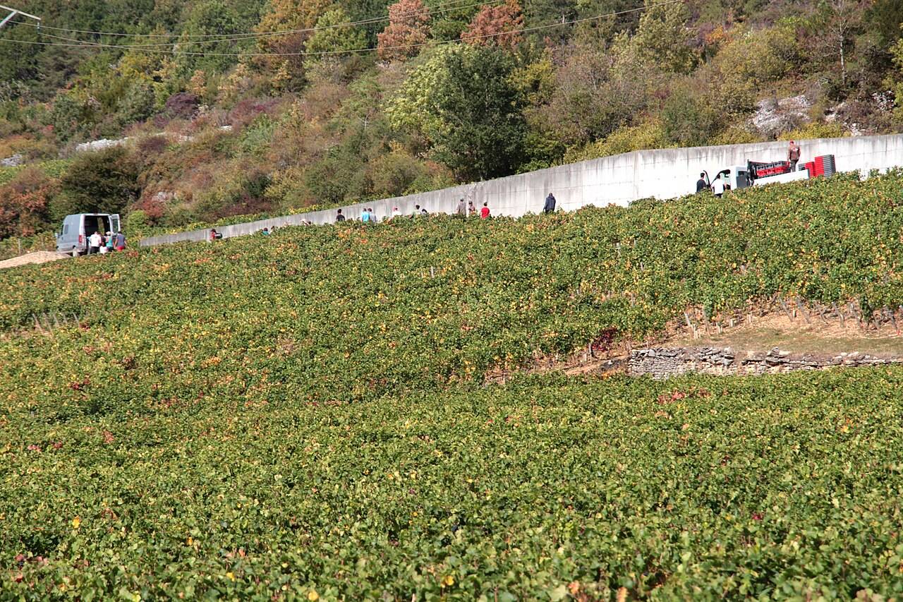 Un coteau de vigne à Nuits-Saint-Georges, sous un mur de pierre et une pente boisée, avec des vendangeurs au loin
