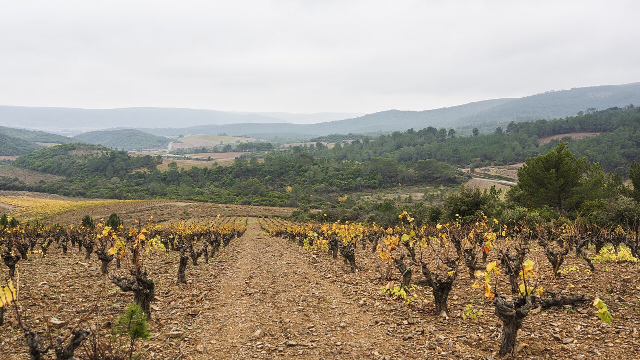 Vieilles vignes en gobelet aux feuilles dorées, sur les coteaux caillouteux du Languedoc