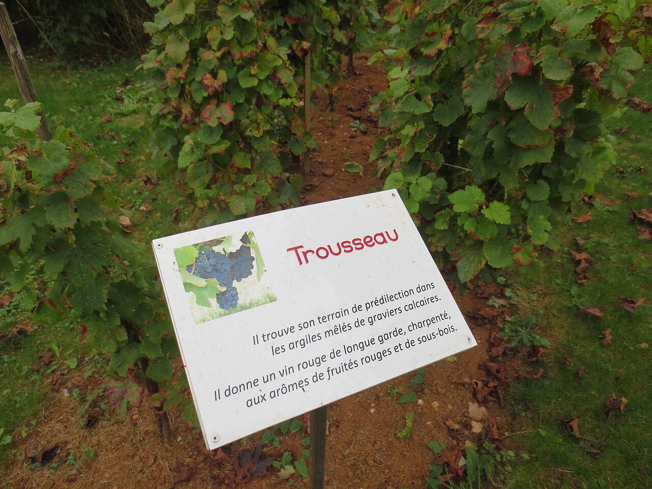 Un panneau «&nbsp;Trousseau&nbsp;» planté au pied d’un rang de vigne
