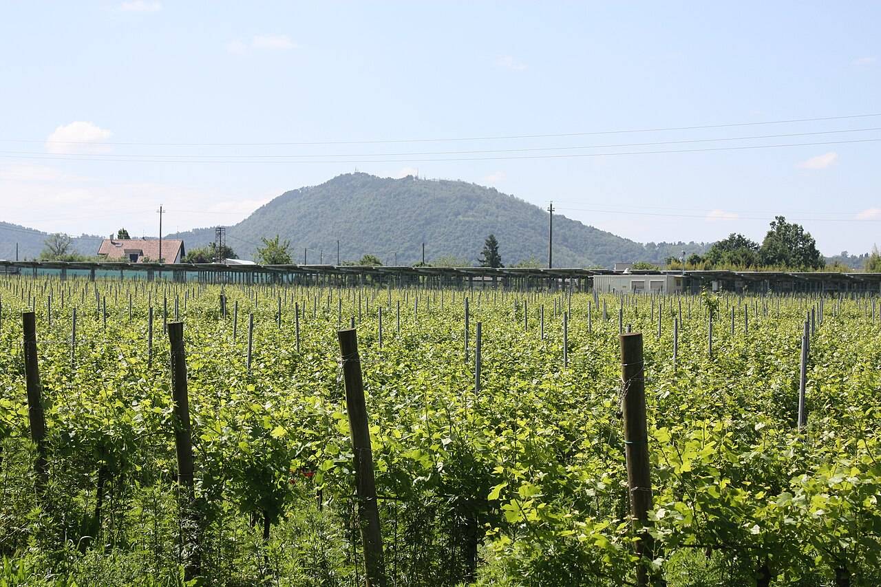 Une jeune vigne palissée sur des piquets à Adro, en Franciacorta, devant une colline boisée