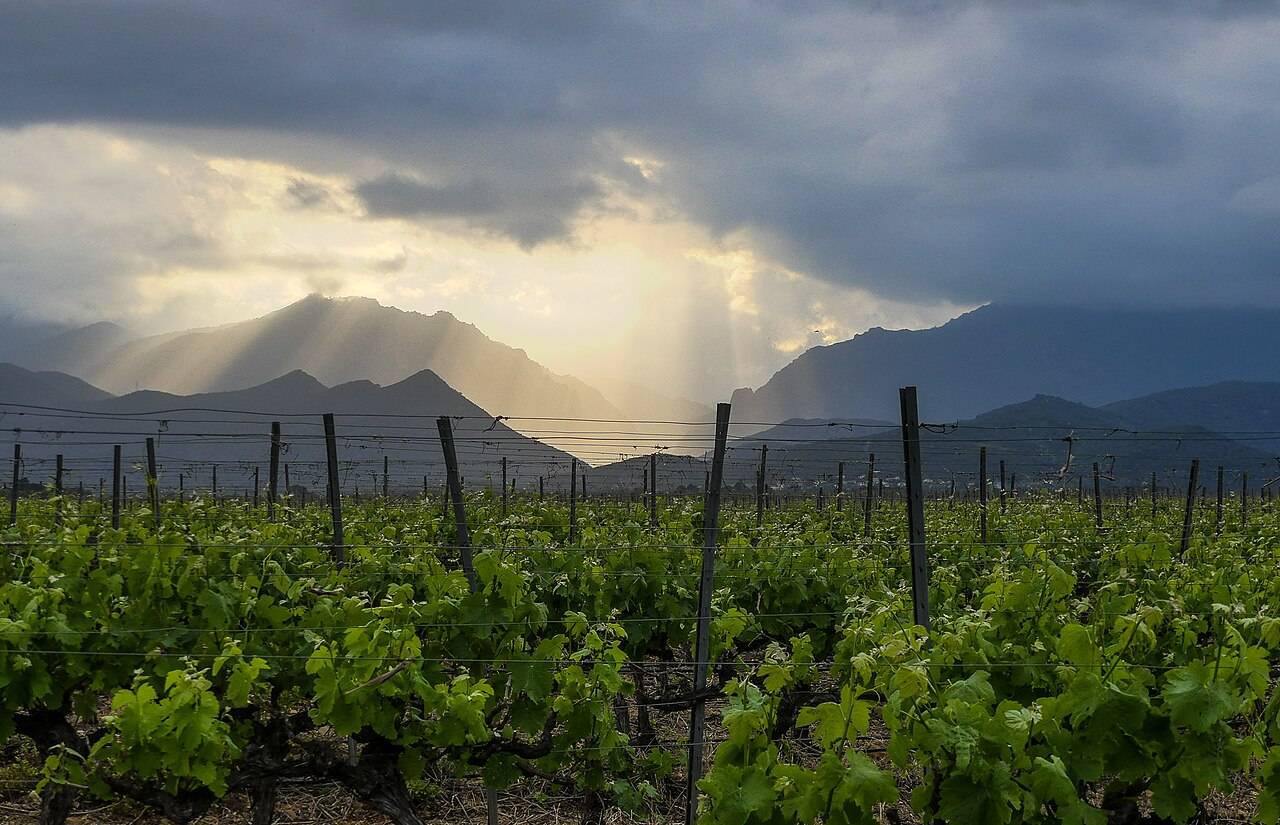 Des vignes en feuilles à Aghione, dans la Plaine orientale, sous un ciel d’orage percé de rayons de soleil, devant les montagnes