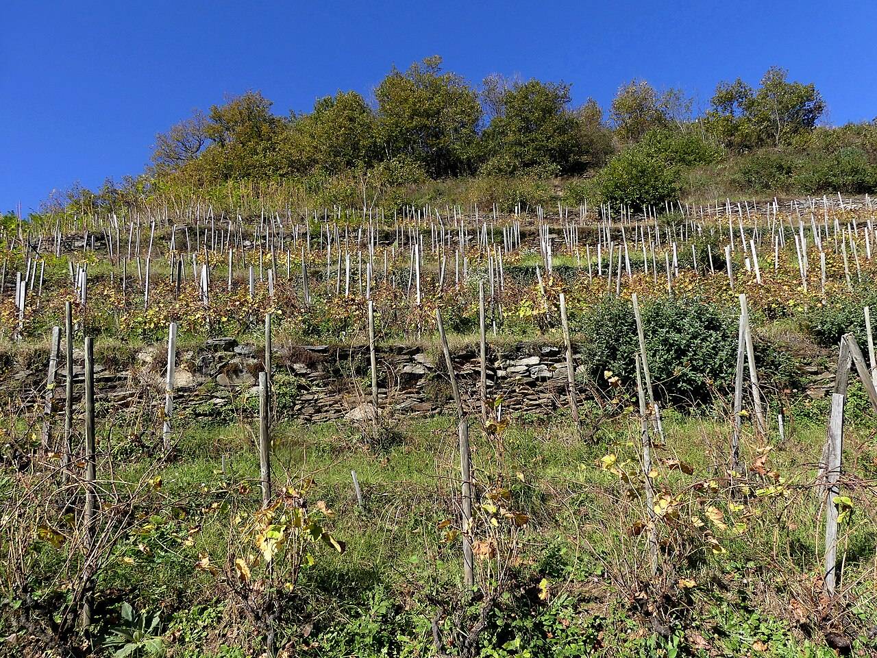Des vignes en terrasses soutenues par des murets de pierre, sur les hauteurs de Cevins, en Savoie, à l’automne