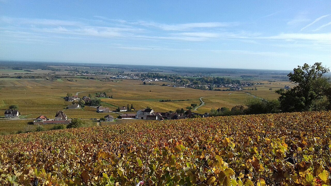 Vignes aux feuilles dorées en automne dominant la plaine, en Côte de Nuits