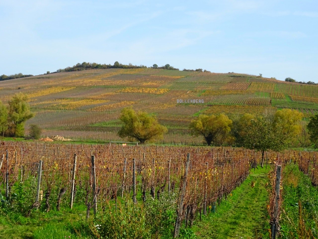 Les vignes du Bollenberg, entre Orschwihr et Westhalten, dans le Haut-Rhin