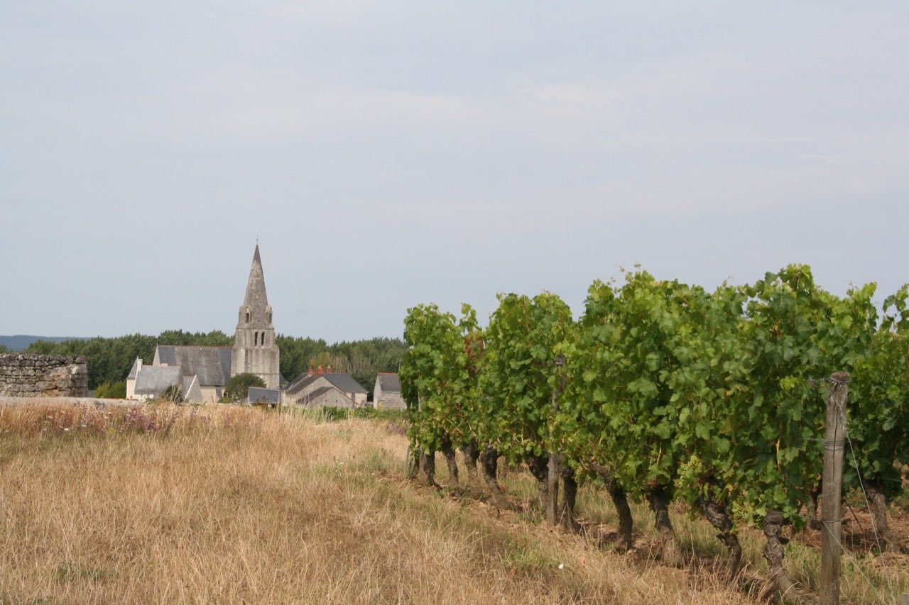 Vignes de cabernet franc dans l’appellation Saumur-Champigny