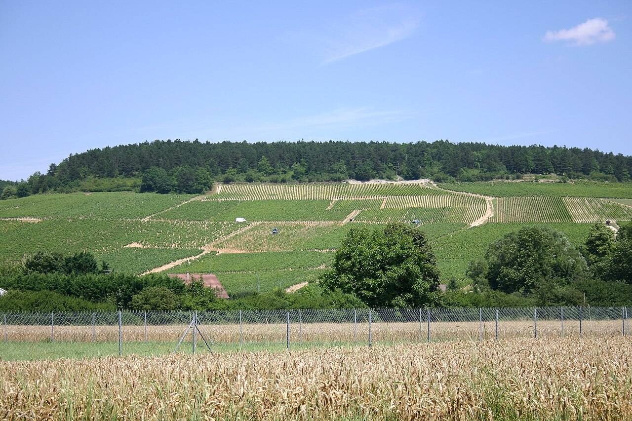 Des coteaux de vigne autour de Chablis, dans l’Yonne, au-dessus d’un champ de céréales, en été