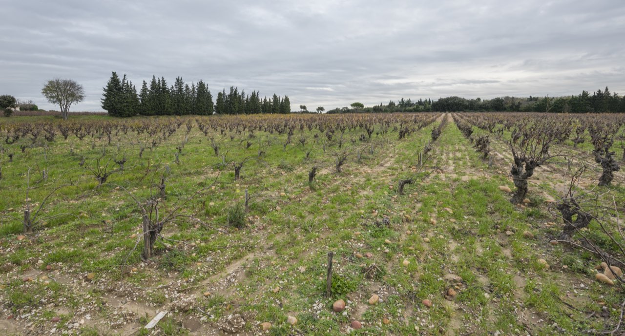 Les vignes du Château d’Aquéria à Tavel, dans le Gard