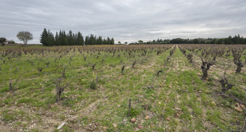 Les vignes du Château d’Aquéria à Tavel, dans le Gard