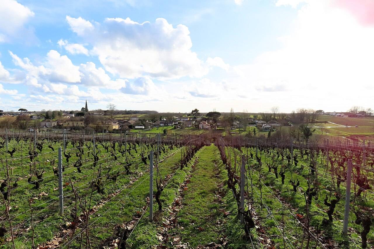 Les rangs de vigne taillés du château d’Arche en hiver, avec le village de Sauternes en contrebas
