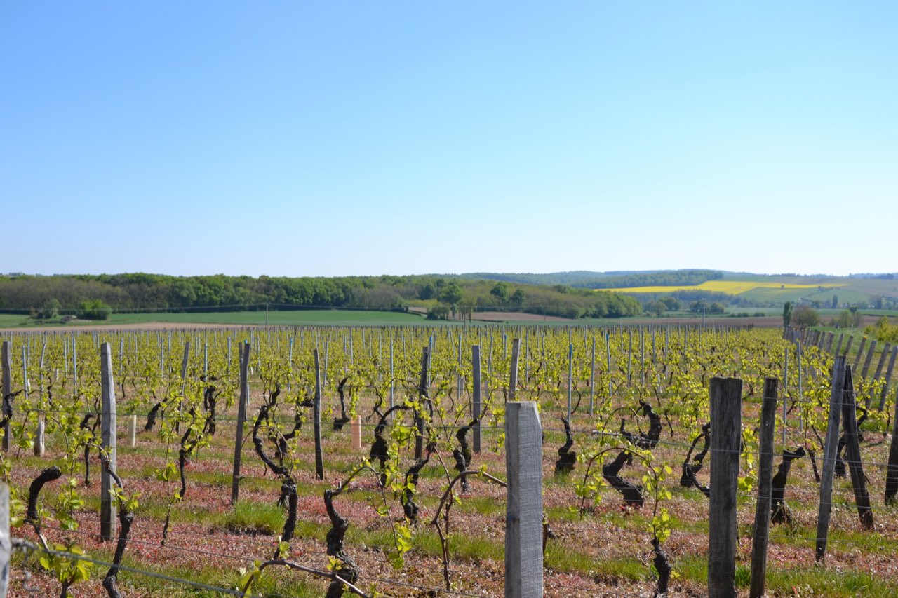 Les vignes de l’appellation Viré-Clessé au débourrement, à Clessé dans le Mâconnais