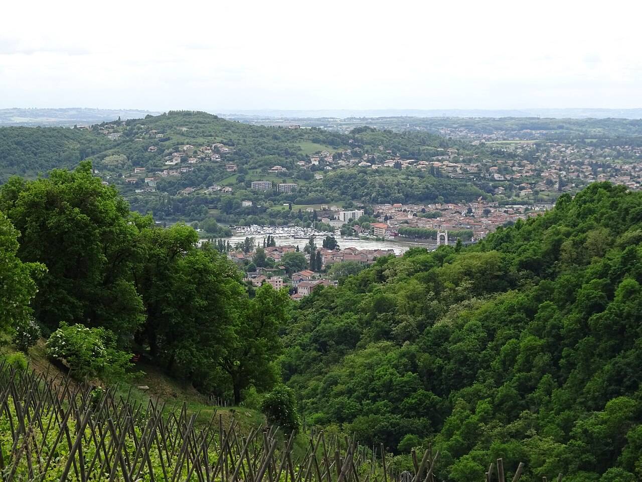 La ville de Condrieu et la vallée du Rhône vues depuis les coteaux boisés du Pilat, avec quelques rangs de vigne sur échalas au premier plan