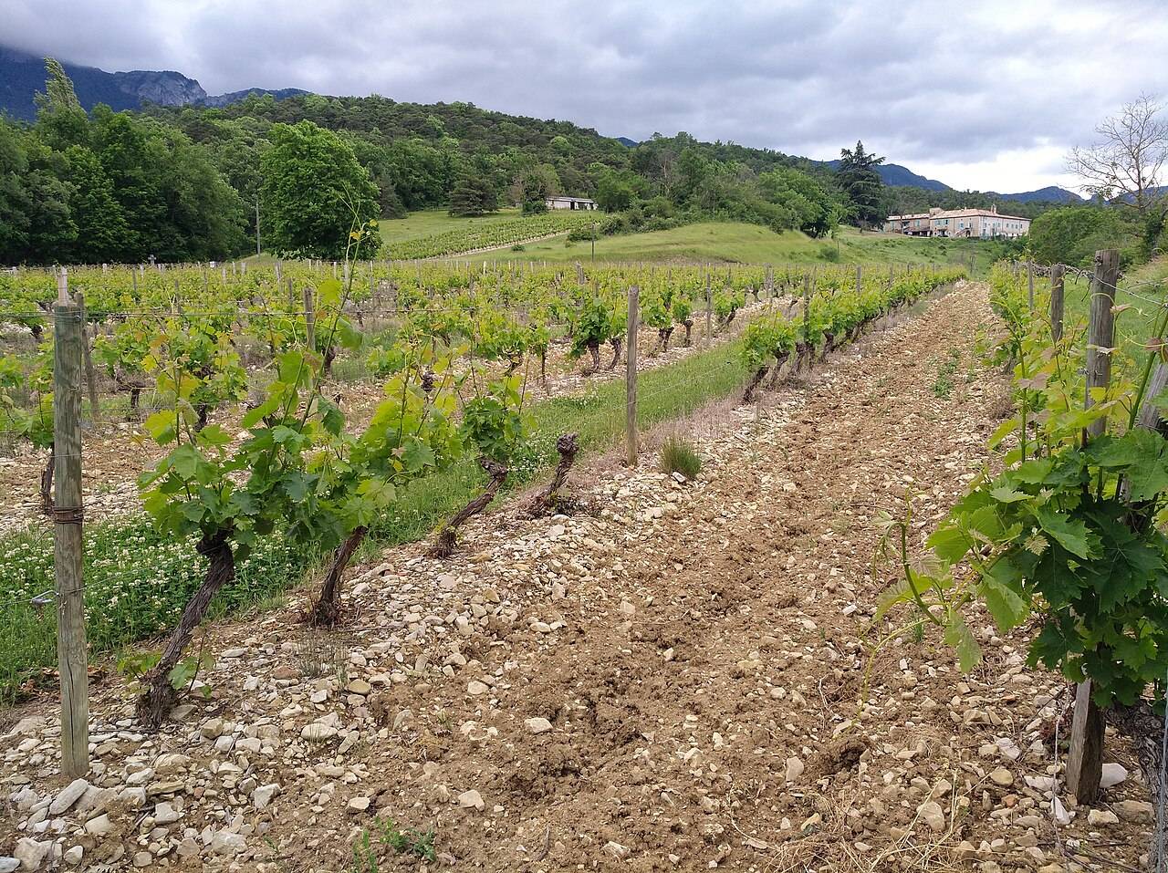 Des rangs de vigne sur sol caillouteux, au pied de collines boisées et de montagnes, à Aubenasson, dans la Drôme