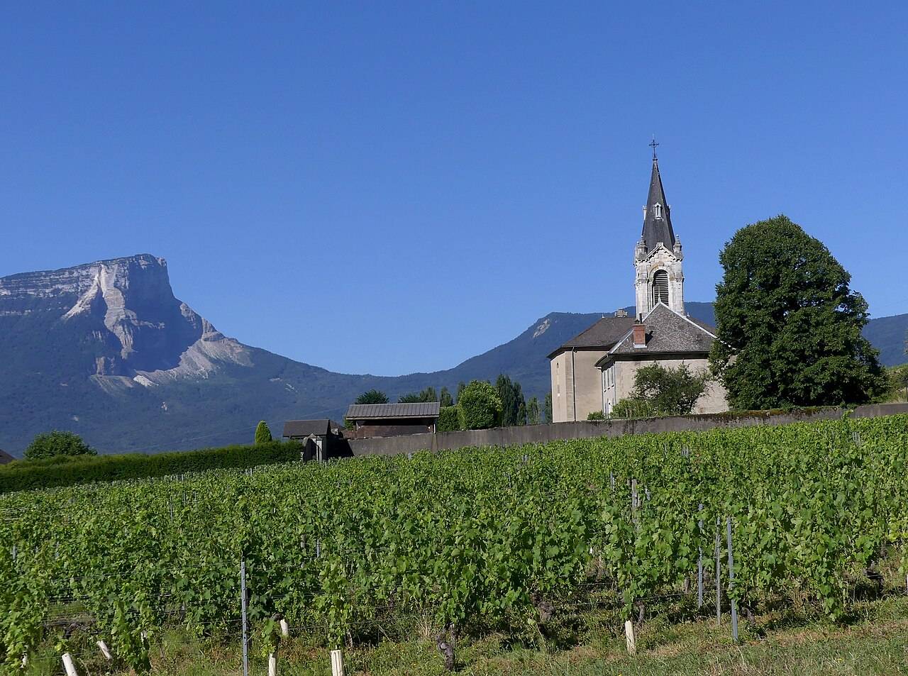 Les vignes et l’église de Chignin au matin, avec le mont Granier à l’horizon